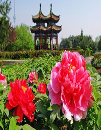 洛阳婚姻律师照片